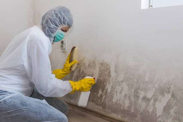 Best Certified Mold Removal  in Williamsport, OH