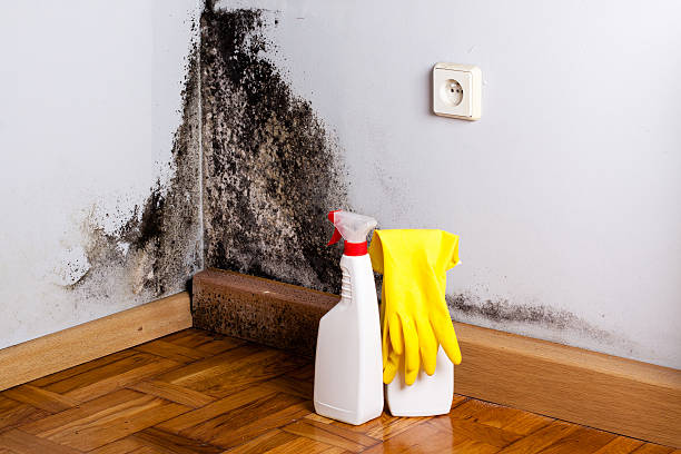 Best Commercial Mold Removal  in Williamsport, OH